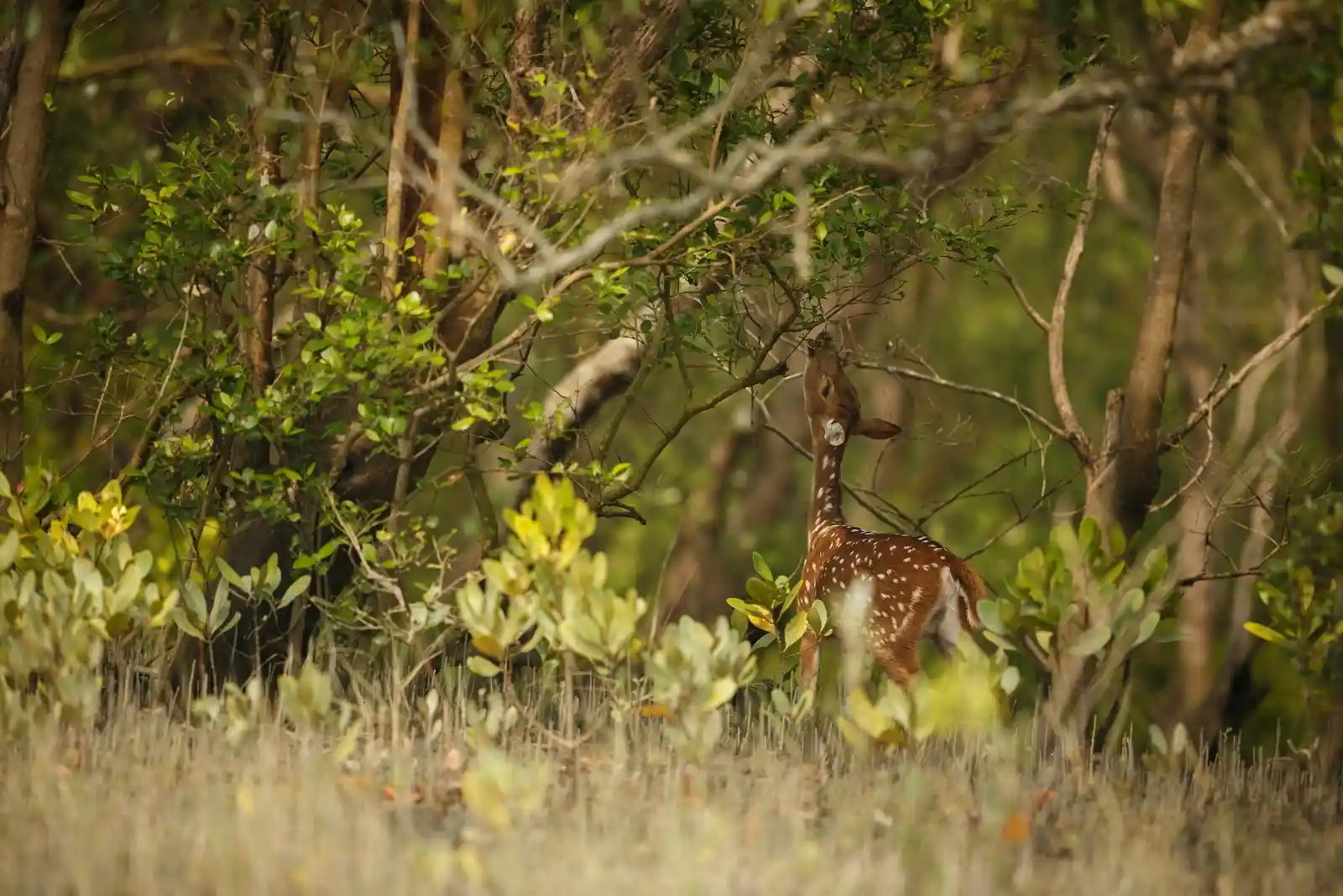 deer-eating-leaves-in-sundarban-forest