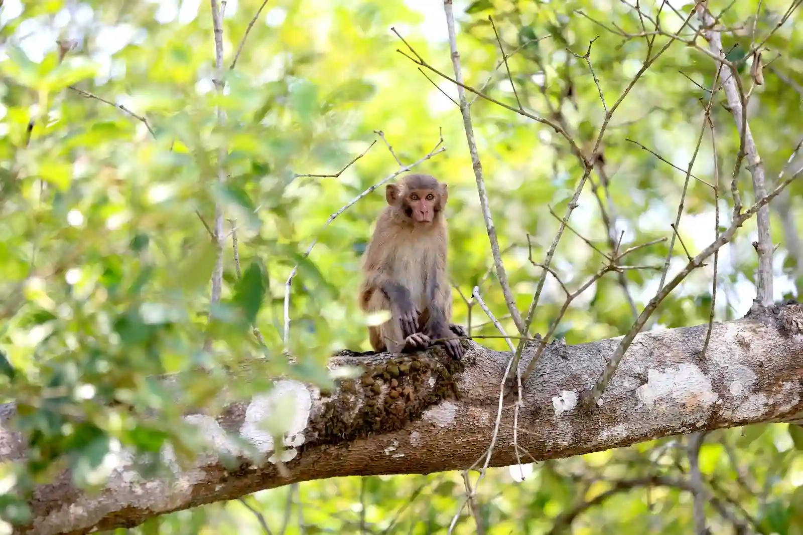 monkey-sitting-on-tree-branch-sundarban