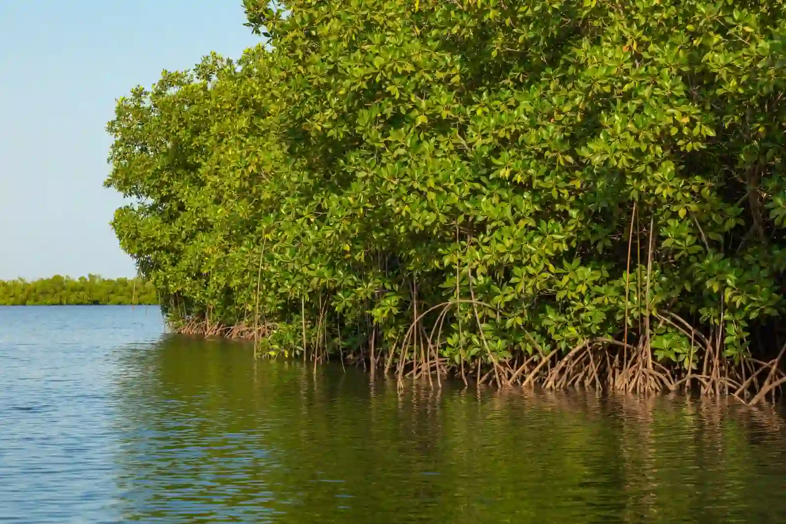 sundarban-mangrove-forest-sinking-in-water