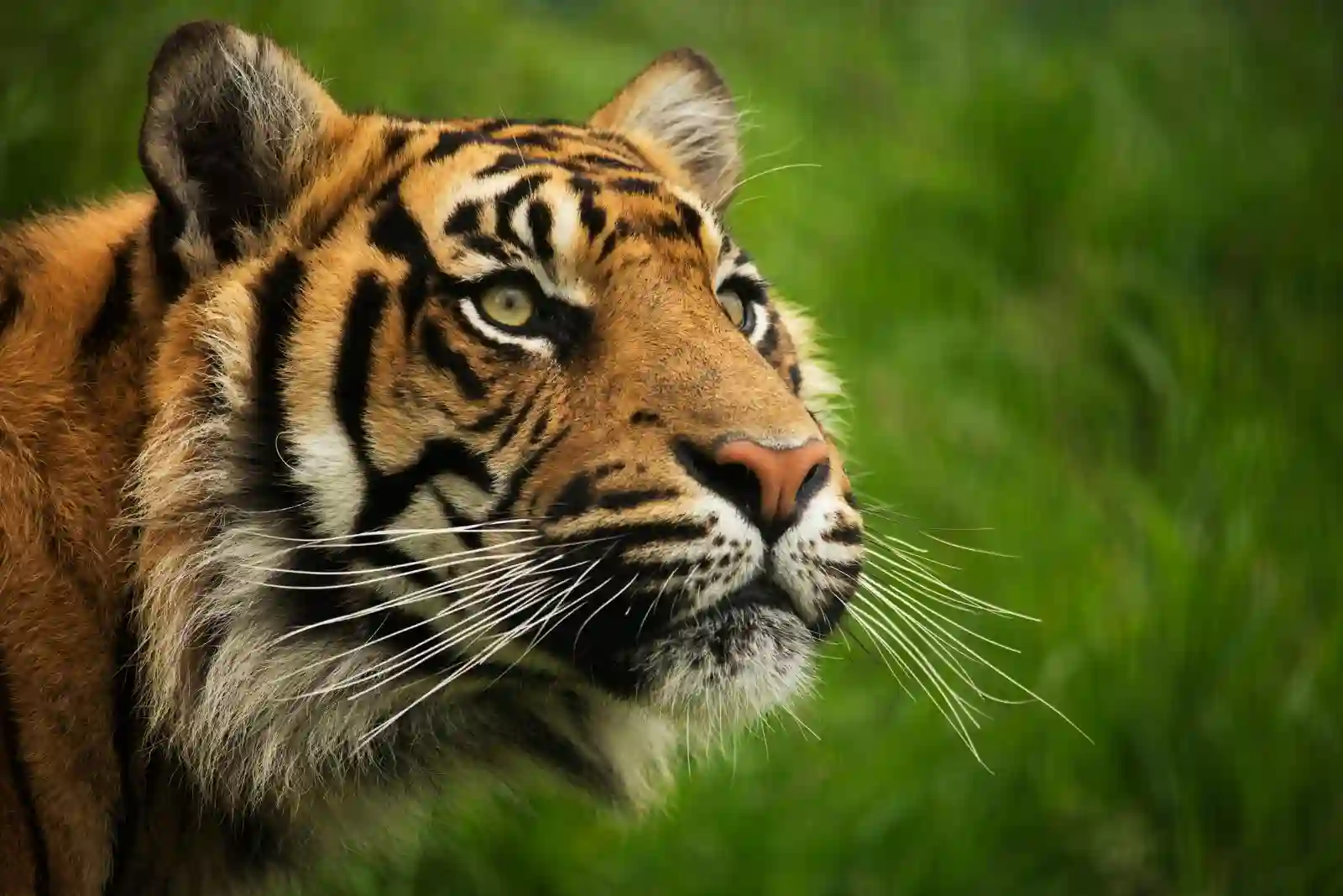 tiger-face-closeup-sundarban-forest